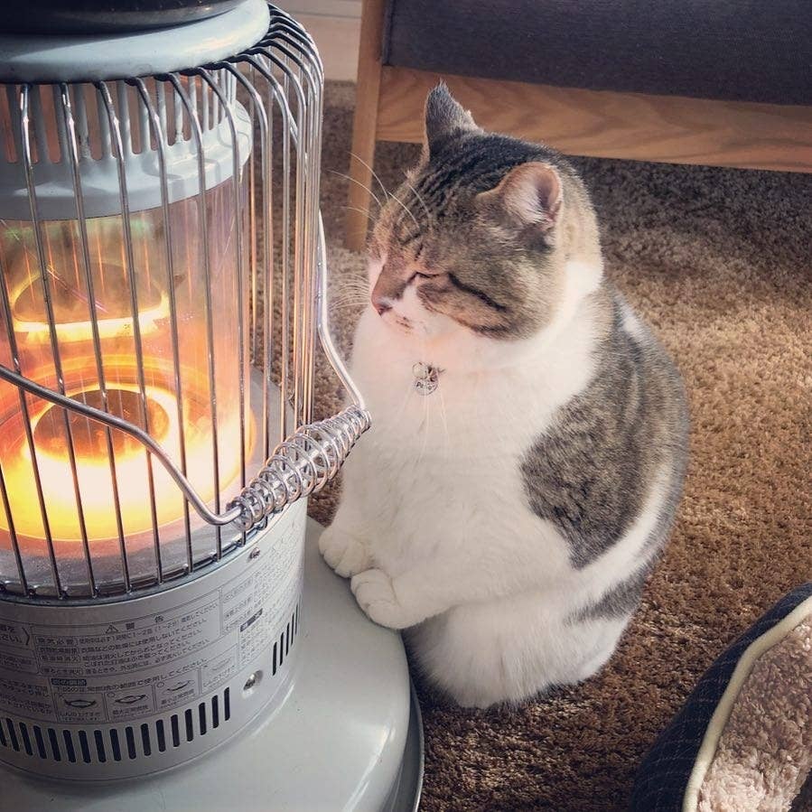 This Cat And His Space Heater Is The Only Winter Relationship I Care About