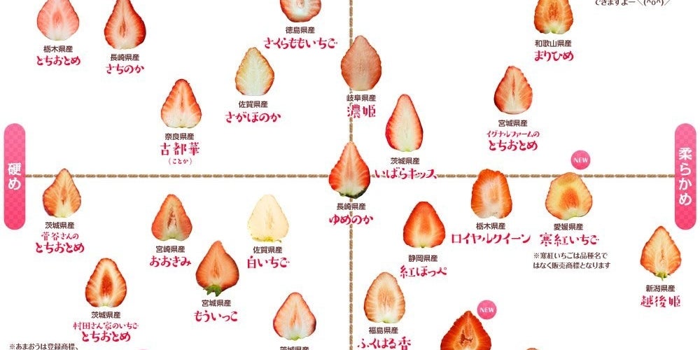 苺好きにはたまらない 全国39品目の 苺の断面図 を網羅したカタログがすごい