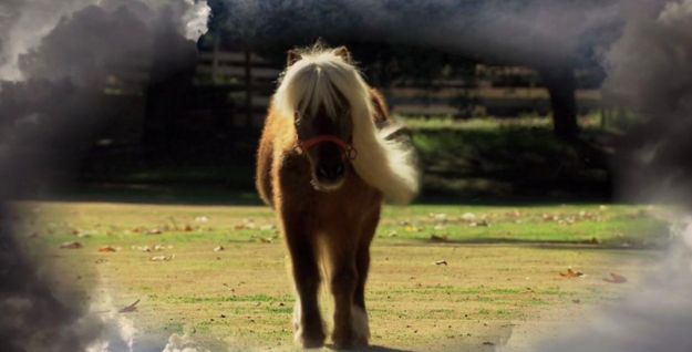 Li'l Sebastian (Parks and Rec)