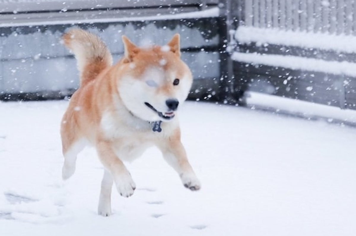 雪を見てはしゃぐ柴犬が幸せすぎるから見て