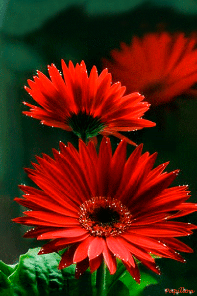 Flowers are waste of our money. Also, they wither away sooner than we want. But the best part of buying them is that they always bring a smile on our faces. So, keep aside the logic and treat yourself once in a while.
