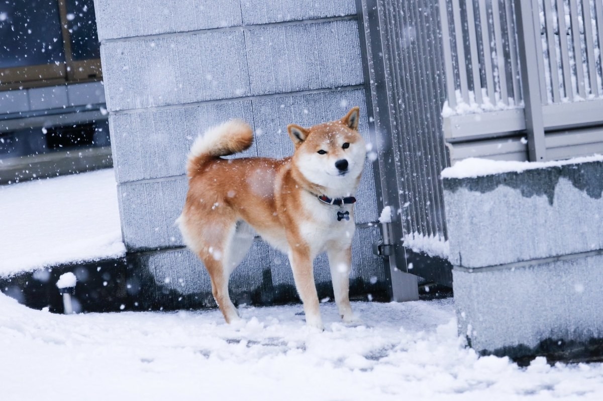 雪を見てはしゃぐ柴犬が幸せすぎるから見て