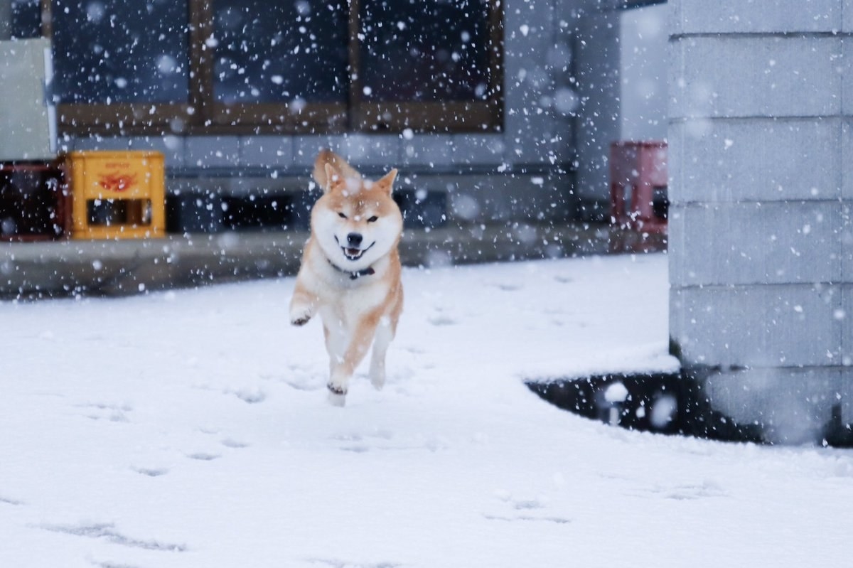 雪を見てはしゃぐ柴犬が幸せすぎるから見て