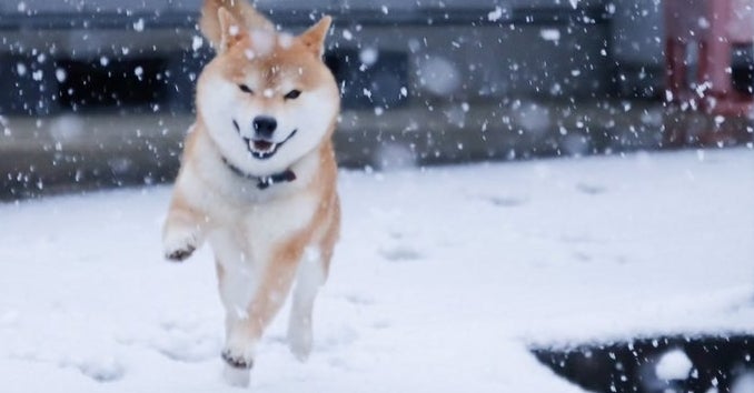 雪を見てはしゃぐ柴犬が幸せすぎるから見て