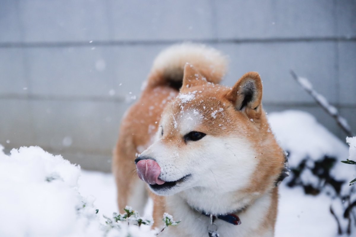 雪を見てはしゃぐ柴犬が幸せすぎるから見て