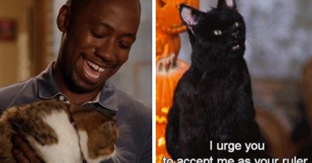 19 Arguments Every Cat Owner Has Had With Their Cat