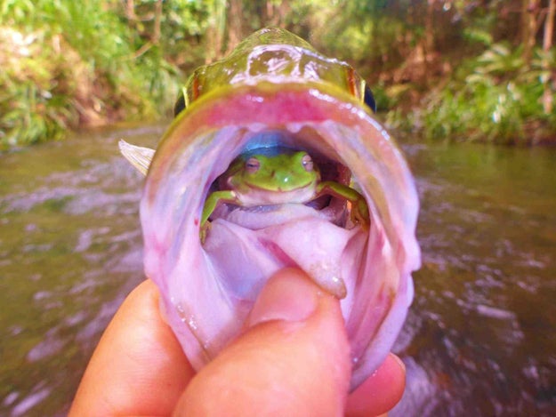 This frog refuses to be food:
