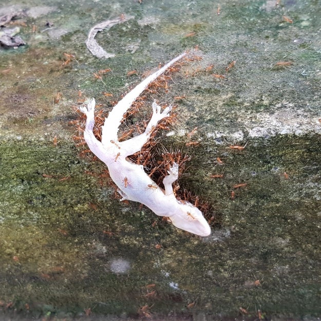 These ants are bringing home a feast: