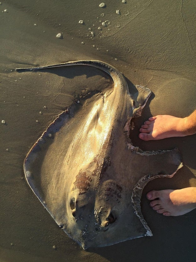 Someone took a couple bites of this stingray for dinner: