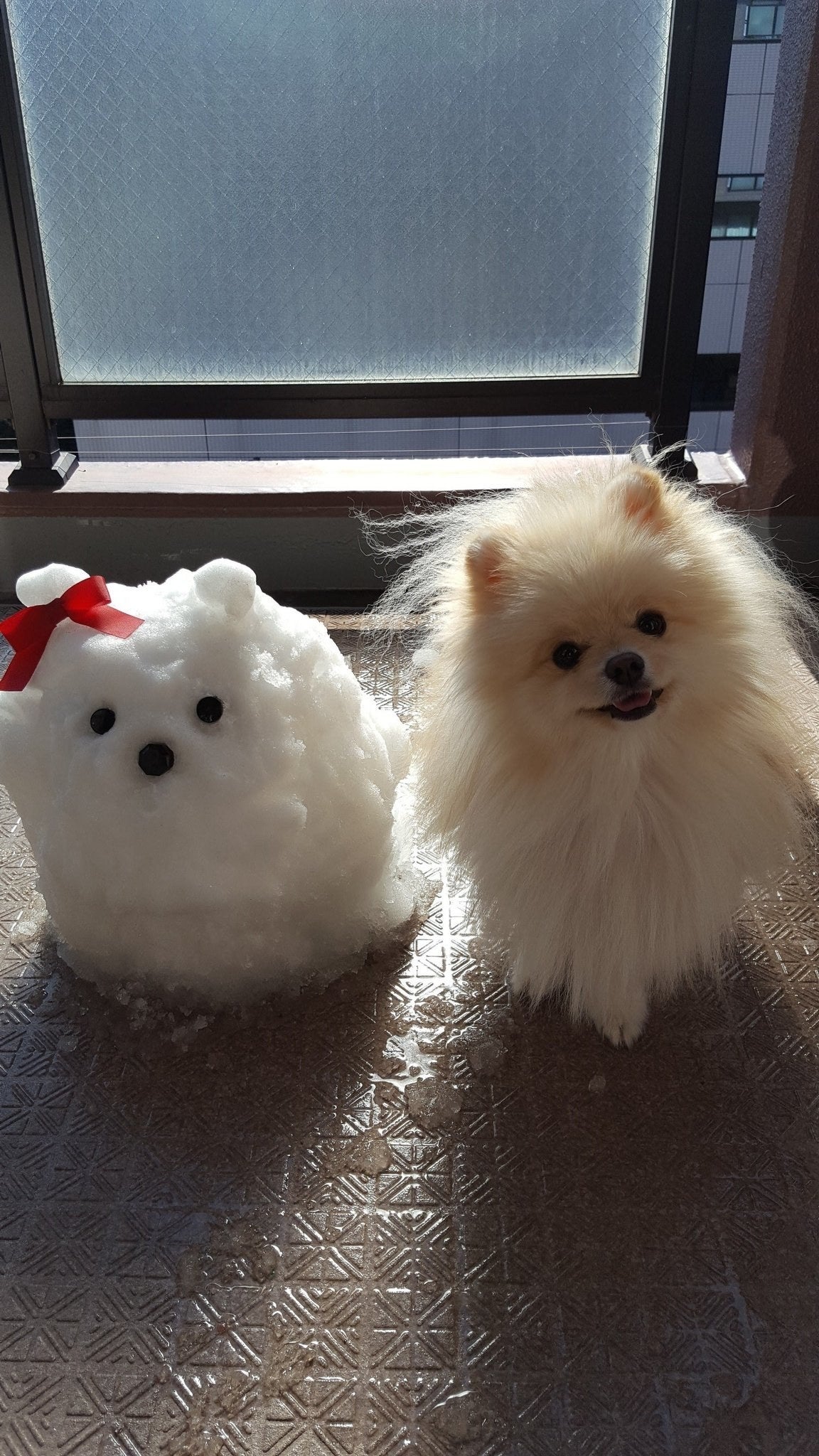 初のガールフレンド 雪 の変わり果てた姿を見たポメラニアンの表情が切なすぎる