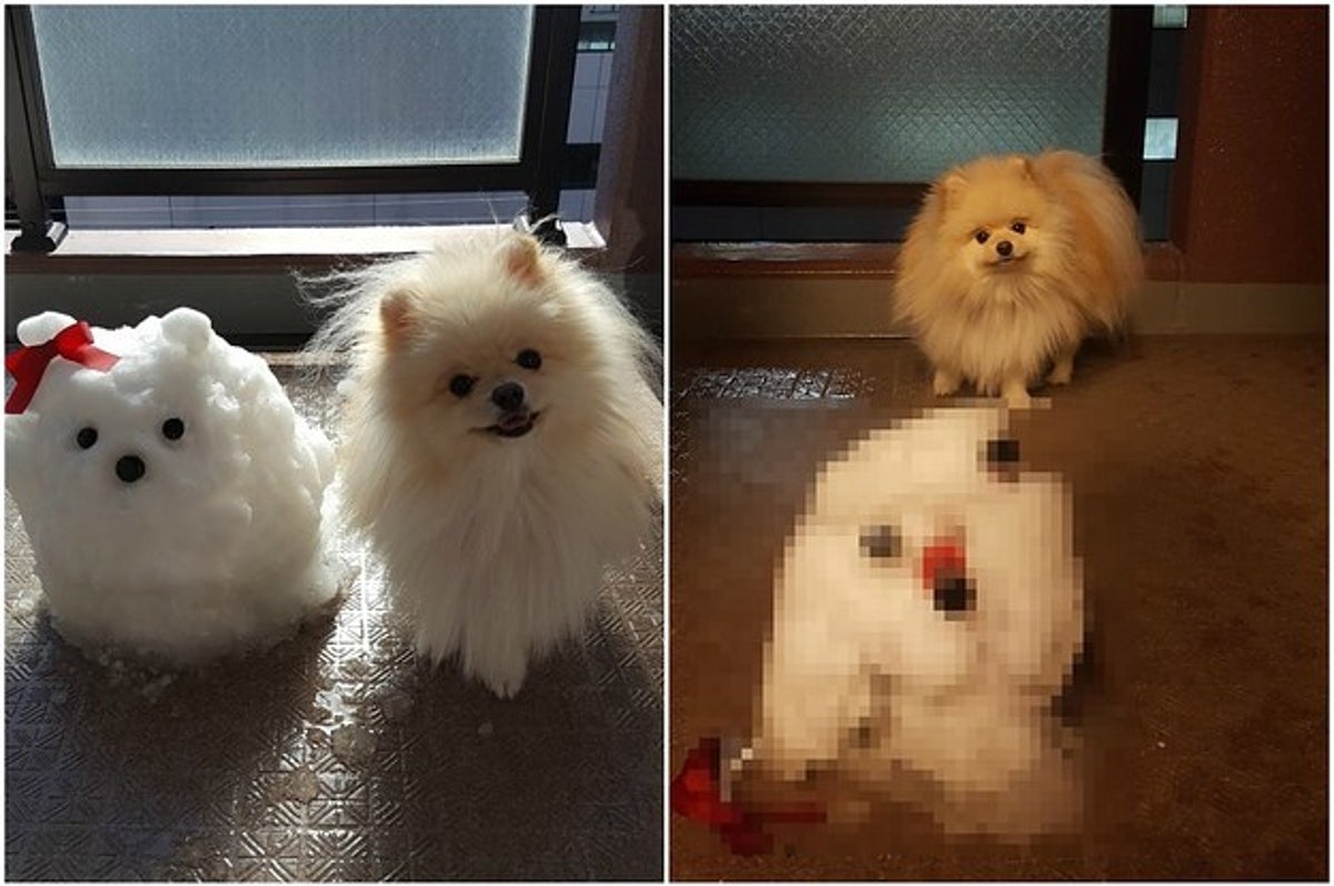 初のガールフレンド 雪 の変わり果てた姿を見たポメラニアンの表情が切なすぎる