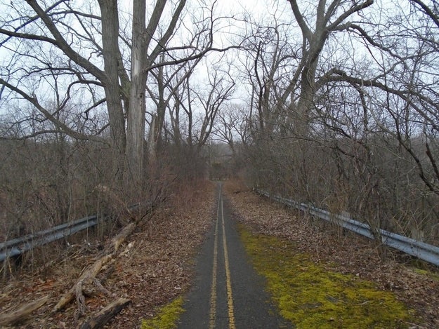 This abandoned road is being taken back by nature: