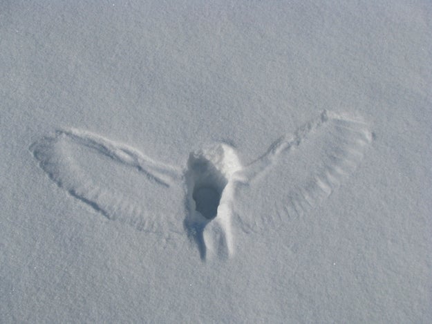 Whatever this owl caught never even saw her coming: