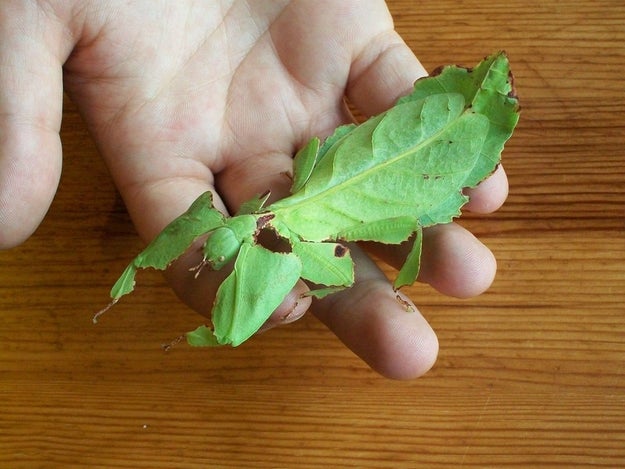 This may look like a harmless little leaf but it's actually a living, breathing bug: