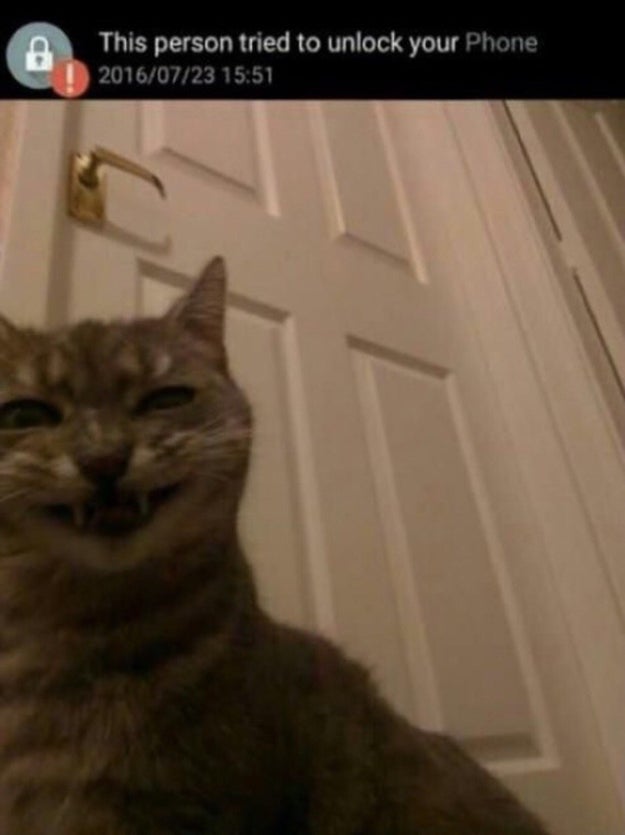 This cat is you when you get caught snooping: