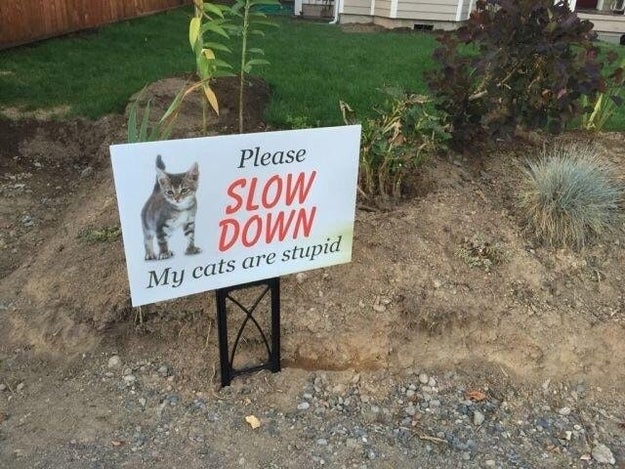 This cat is you when someone gives you too much responsibility: