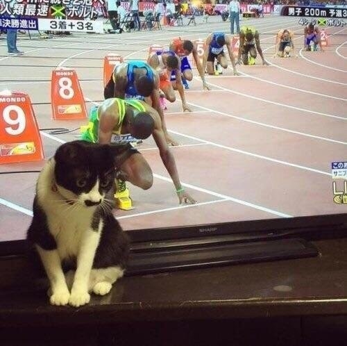 This cat is you when someone recommends exercise: