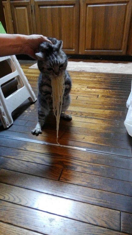 This cat is you when you're forced to cook dinner for yourself: