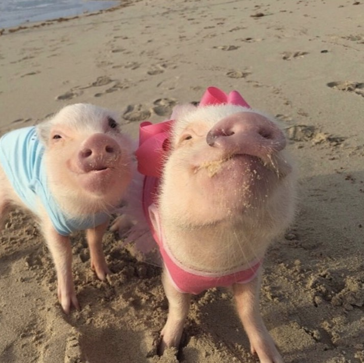 16 Instagram Animals So Cute That You'll Be Annoyed When Your Actual ...