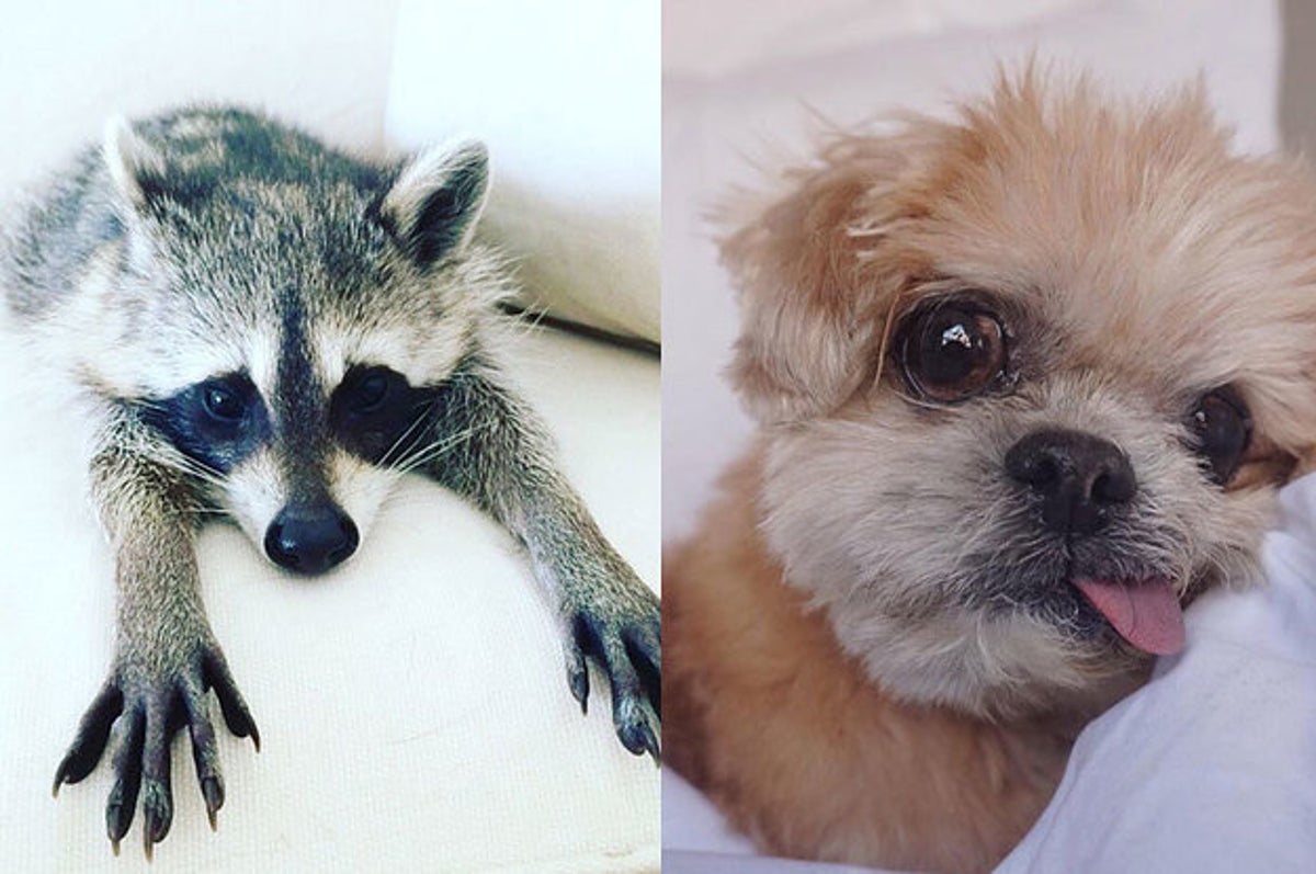 16 Instagram Animals So Cute That You Ll Be Annoyed When Your Actual Friends Posts Get In The Way Cheer haran is an attempt to peep into the psyche of haryana in the aftermath of jaat reservation agitation 2016. 16 instagram animals so cute that you