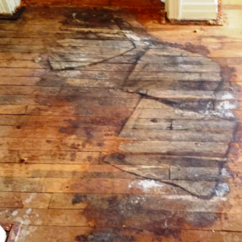 Pet Urine Stains And Odors, Old Cat Urine Stains On Hardwood Floors