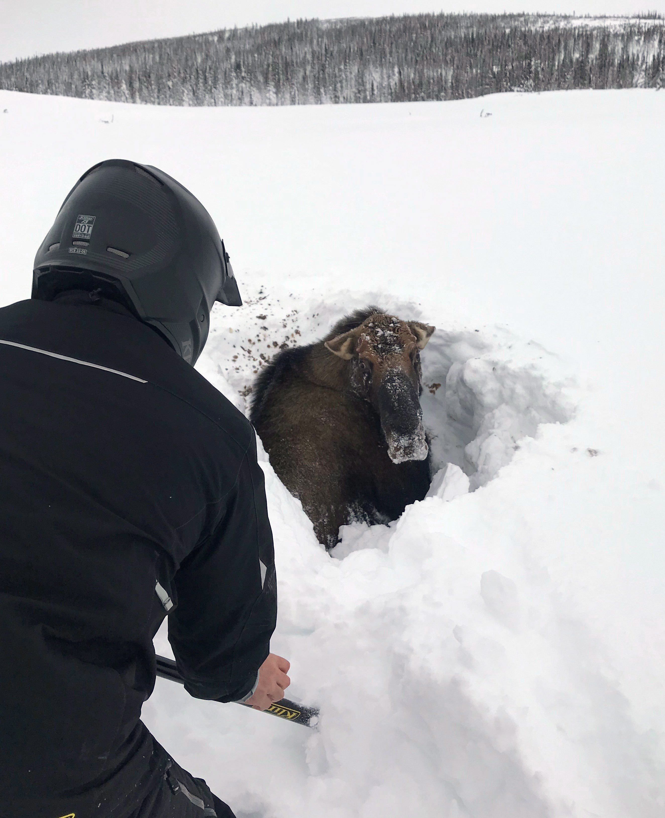 moose in deep snow