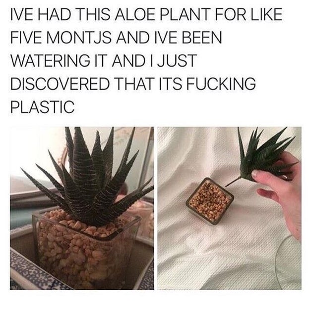 This plant owner who thought his plant was real.