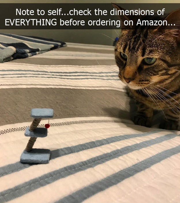 This cat owner who thought they'd ordered the correct size toy.