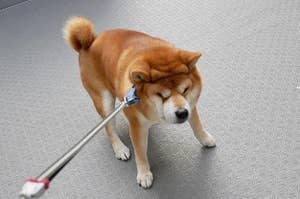 Shiba Inu