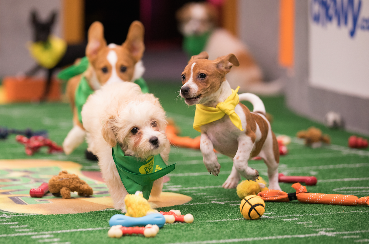 what is puppy bowl
