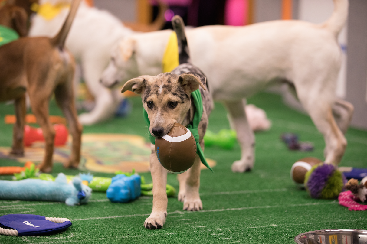 I Attended This Year's Puppy Bowl. Here's Everything I Learned About It