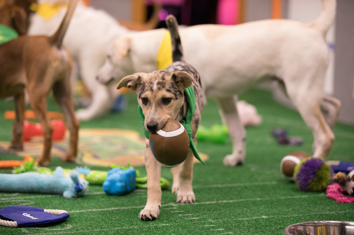 Puppies in the hot sale puppy bowl 2019