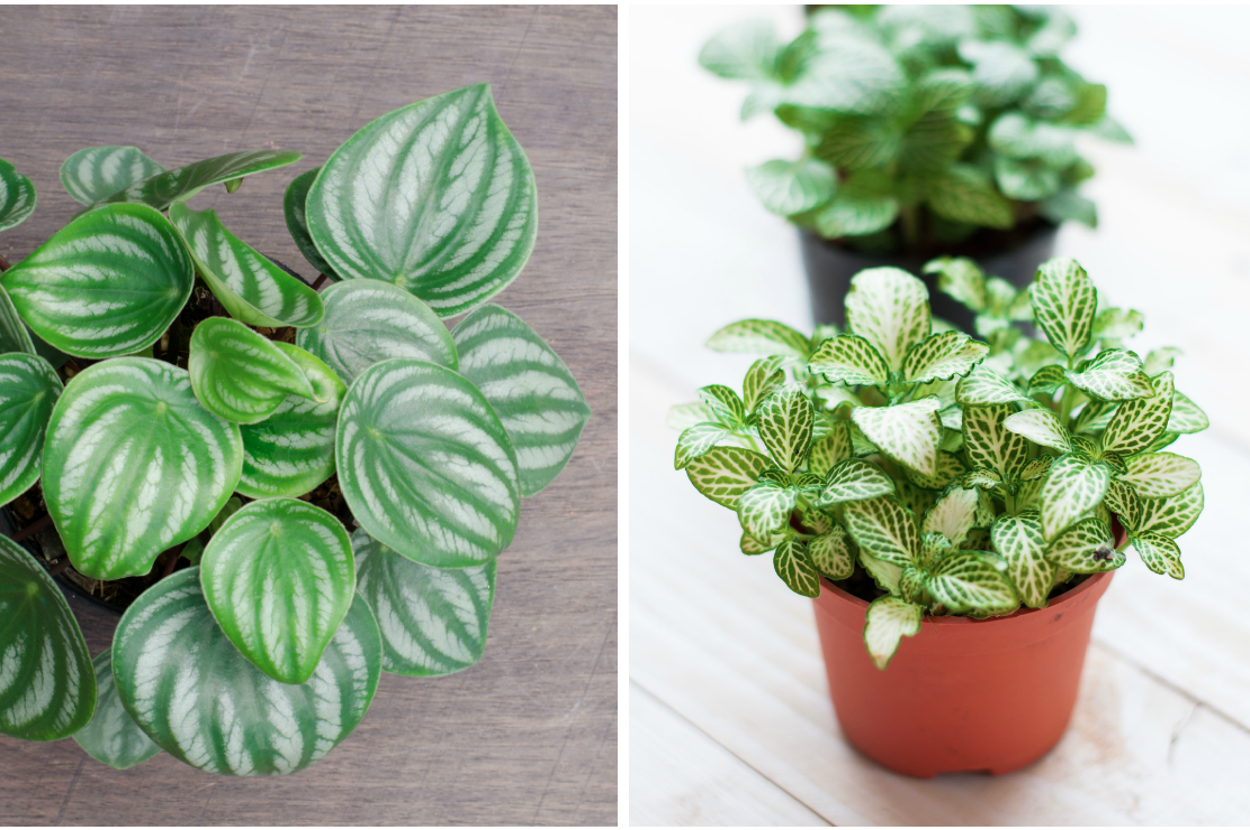 9 Beginner Houseplants For Anyone Who Kills Everything They Touch
