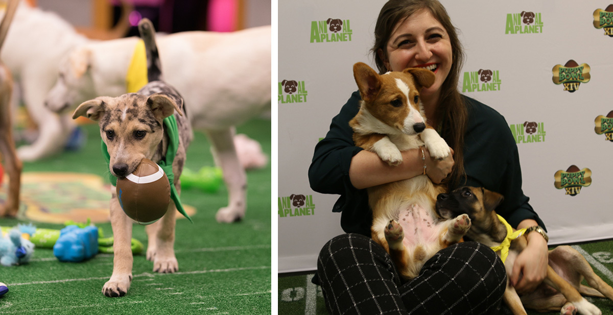 Puppy bowl hot sale corgi