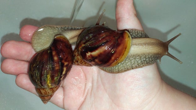 Yes, the animal that looks like a shell sneezed boogers all over itself has actual teeth! Like a shark or a human. TEETH.