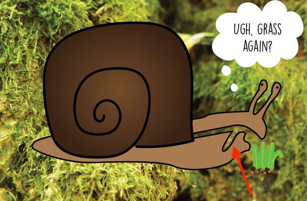 Their teeth are arranged in rows along a "radula," which is sort of like a tongue.