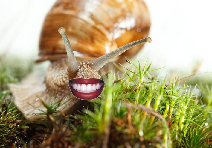 Les Escargots Ont Des Dents Oui Des Dents