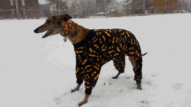 Just because a pet might ~normally~ live primarily outside, says Meeks, doesn't mean you shouldn't bring them inside during cold weather streaks.