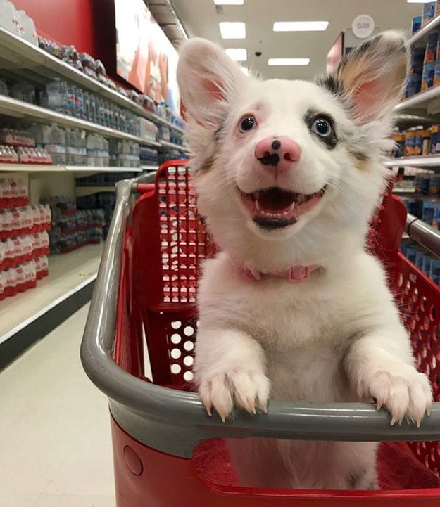 This cute little doggo is really enjoying some Target time.