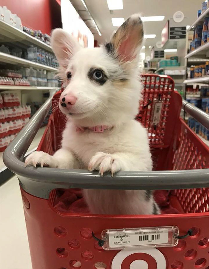 dogs in grocery carts