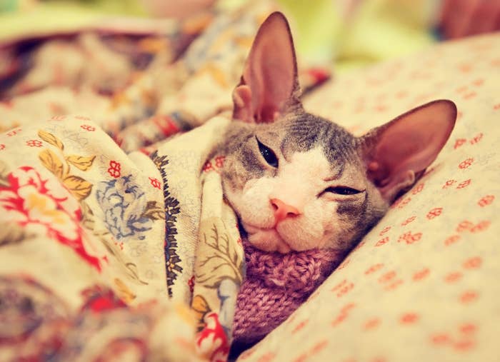 Chances are if you email this to your boss first thing in the a.m., they'll tell you to stay home and sleep it off. Boom. Now you have a day all to yourself.