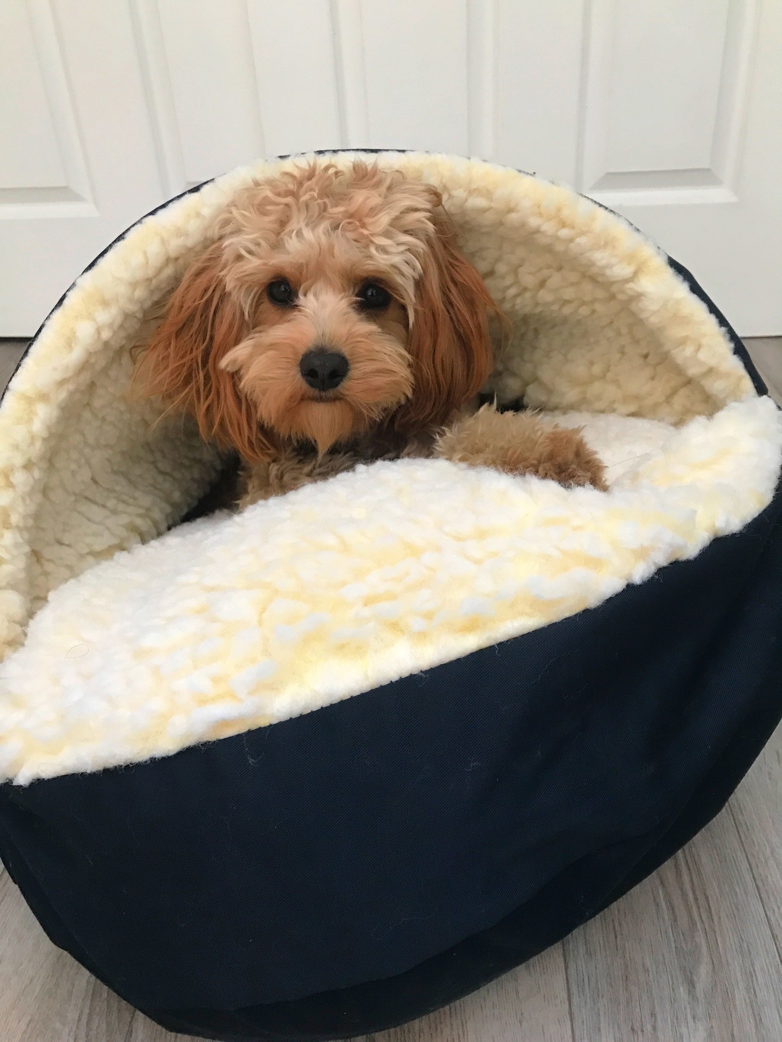 dog inside a dog bed