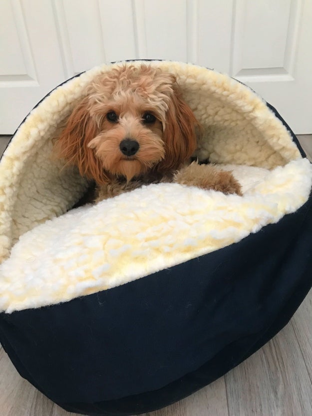 17 Products That'll Make Your Dog Happy, Safe, And Warm All Winter