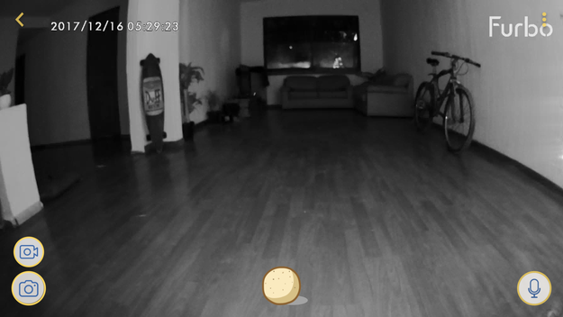 I opened the dog camera app on my phone, and realized that even though I couldn't see Vincent, I could hear him barking.