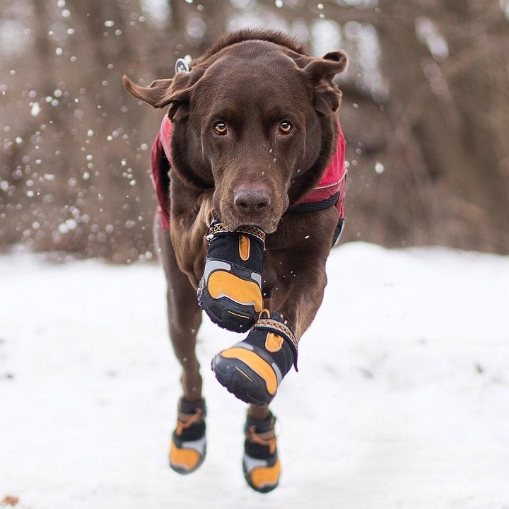 17 Products That Ll Make Your Dog Happy Safe And Warm All Winter