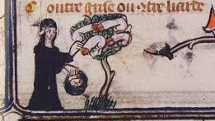 In the notorious 15th-century witch-finding guide the Malleus Maleficarum, witches are described as having the ability to make men's penises vanish. The witches would then keep the dismembered penises in nests and feed them oats, like little veiny horses.