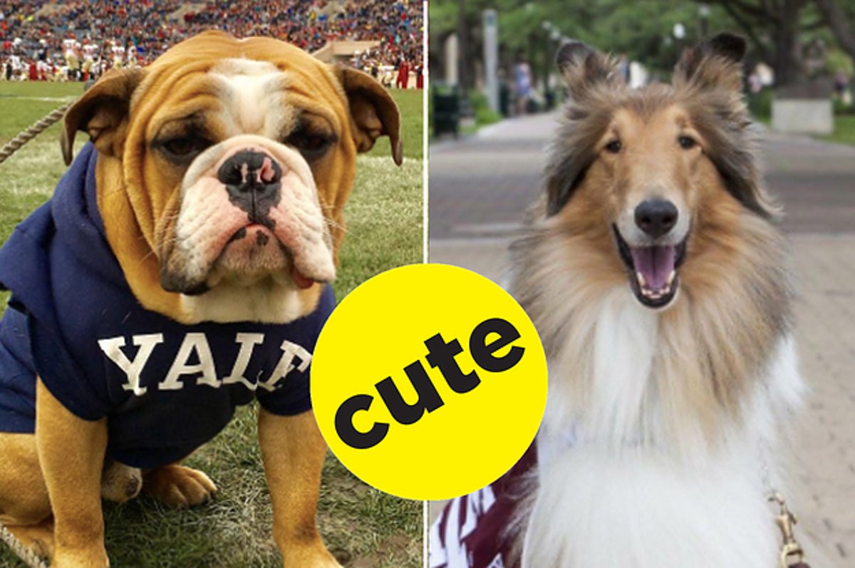 Reveille X officially debuts as Texas A&M's new mascot at Final Review