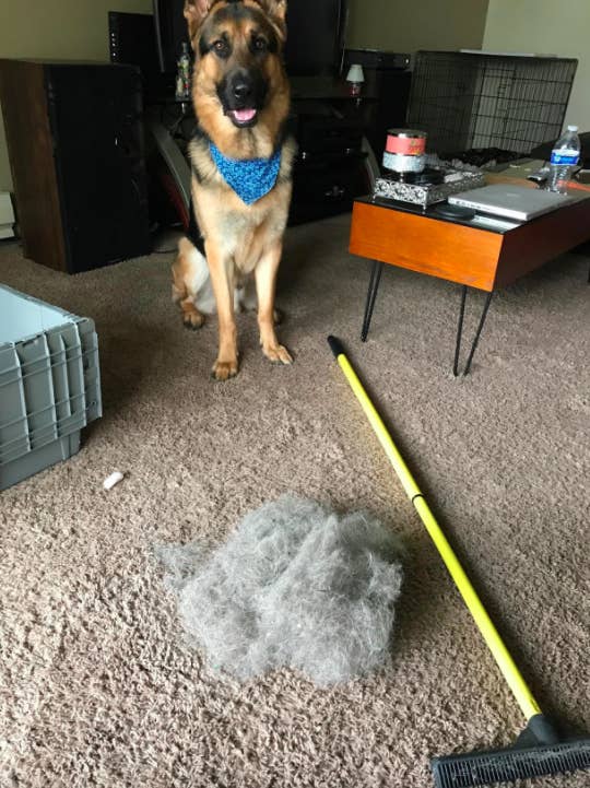 Pet Hair, Best Way To Pick Up Dog Hair On Tile Floors