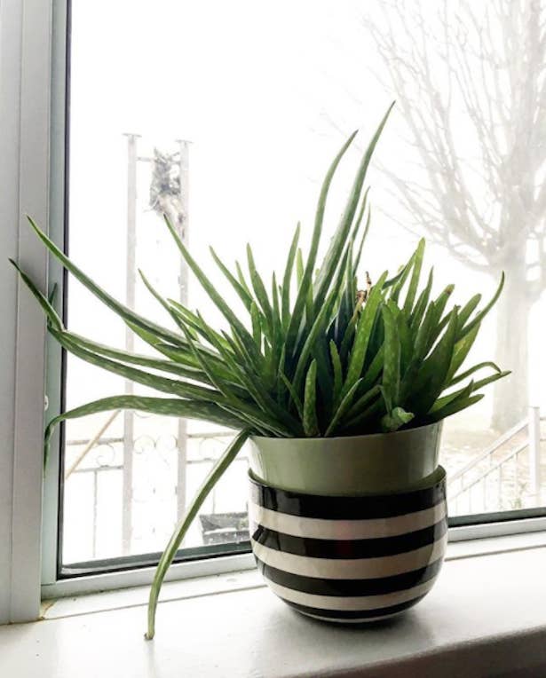 ズボラな人にもおすすめな観葉植物9選