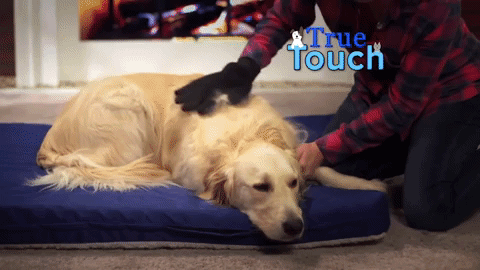 Promising Reviews: "Our dog loves his daily rub downs. He's not shedding as much hair as he used to. This works pretty well." —GypsyMamaPrice: $8.49